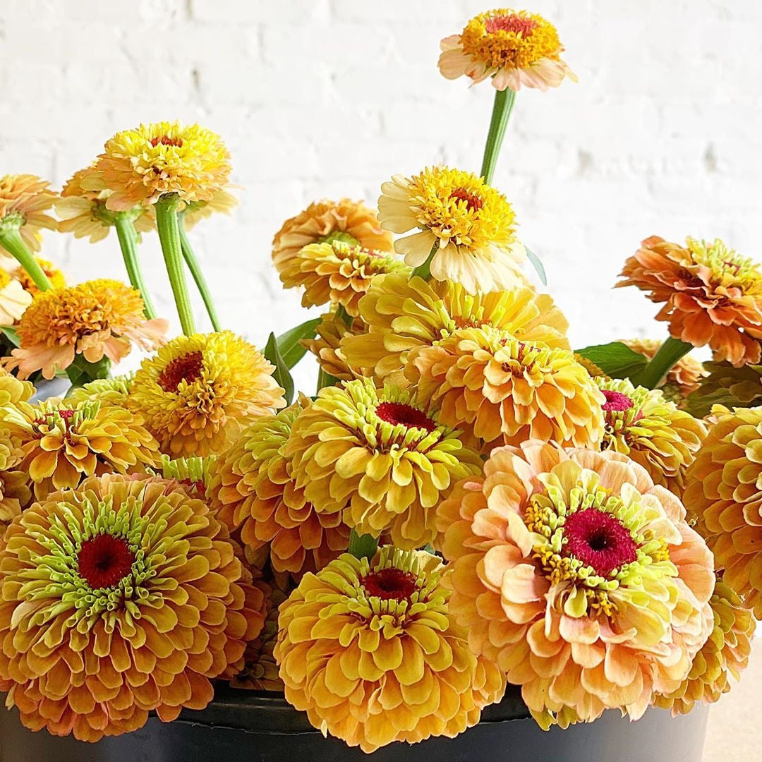 Zinnia elegans Queen Lime Orange