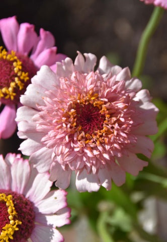 Zinnia elegans Zinderella Lilac