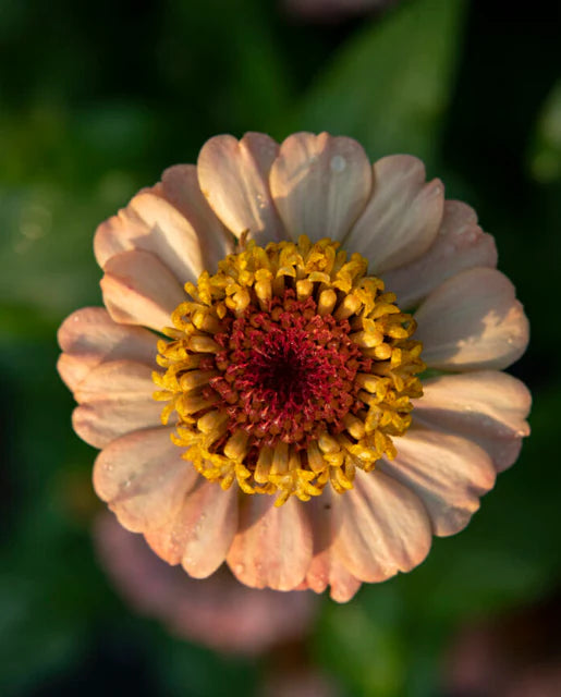 Zinnia elegans Zinderella Peach