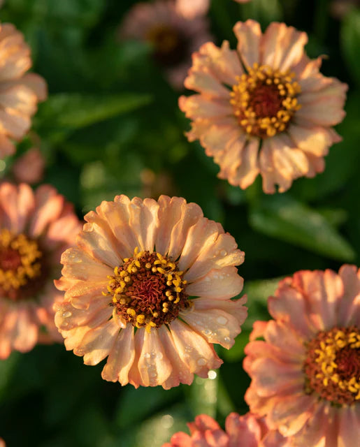 Zinnia elegans Zinderella Peach