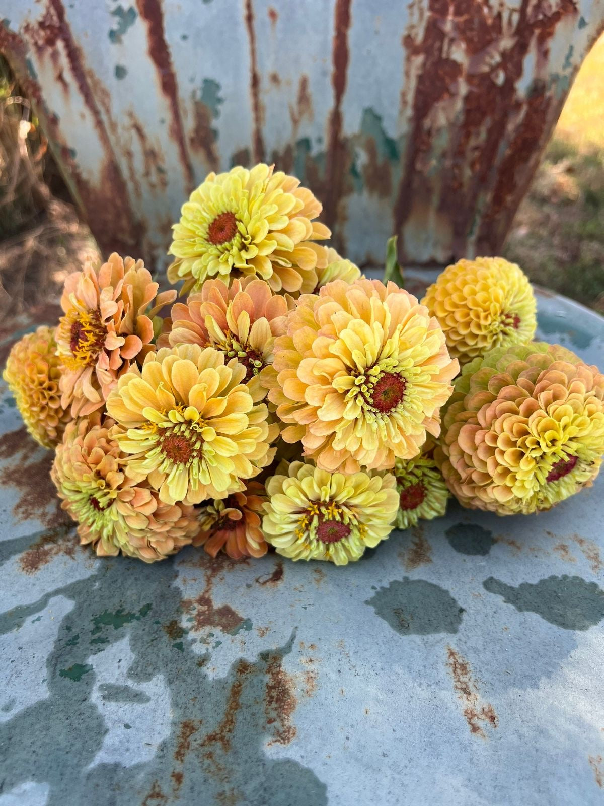 Zinnia elegans Queen Lemon Peach