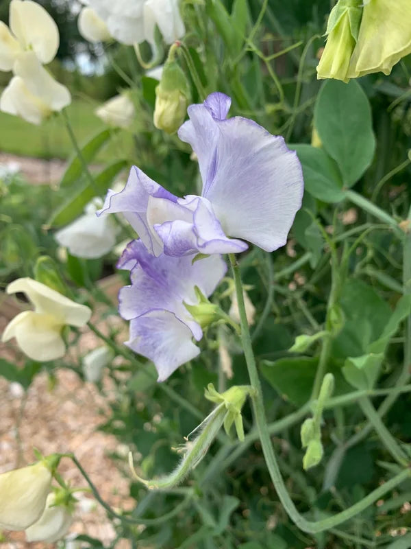 Lathyrus odoratus Spring Sunshine Light Blue therapyofflowers.com