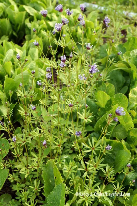 Asperula azurea therapyofflowers.com