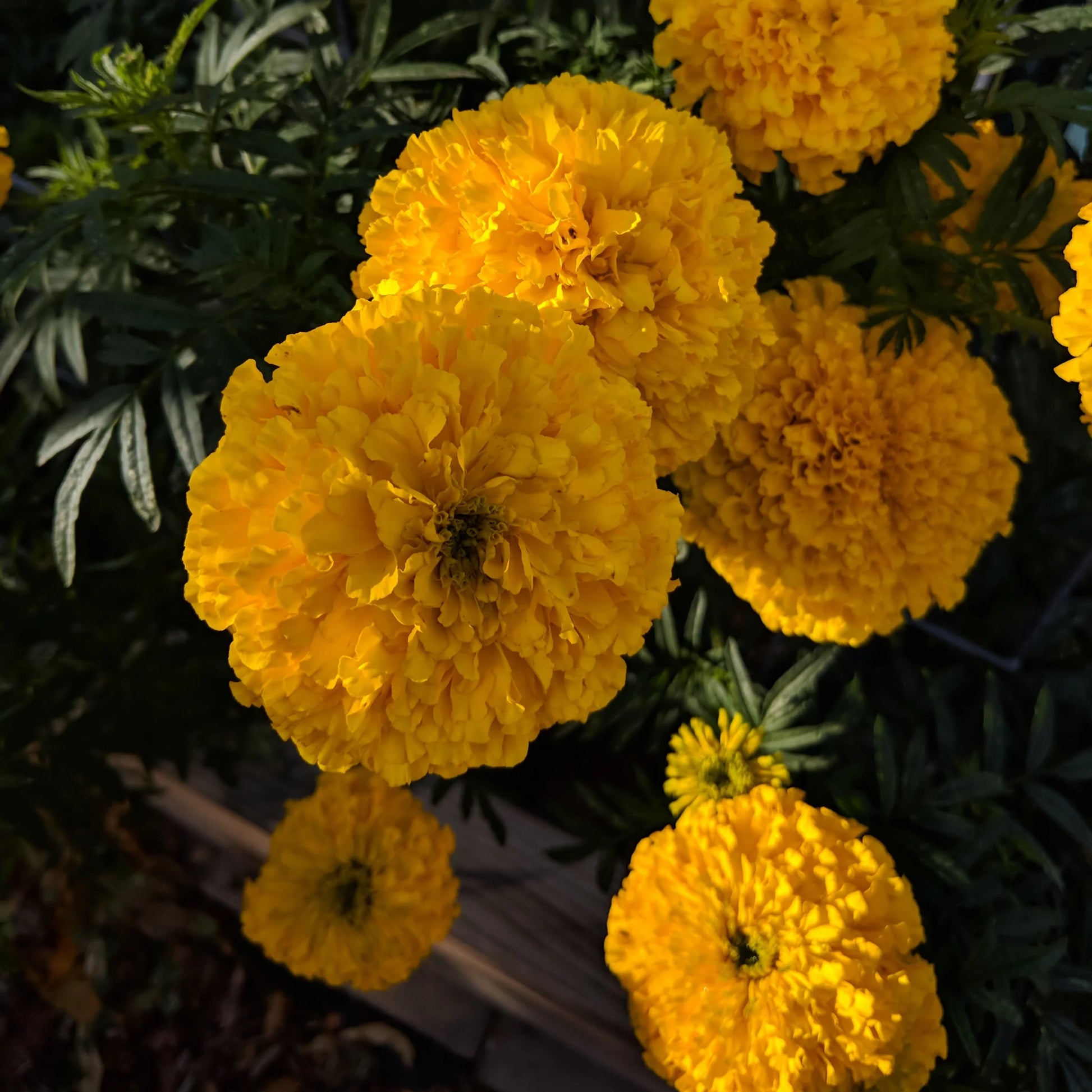 Tagetes erecta | Marigold Chedi® Gold therapyofflowers.com