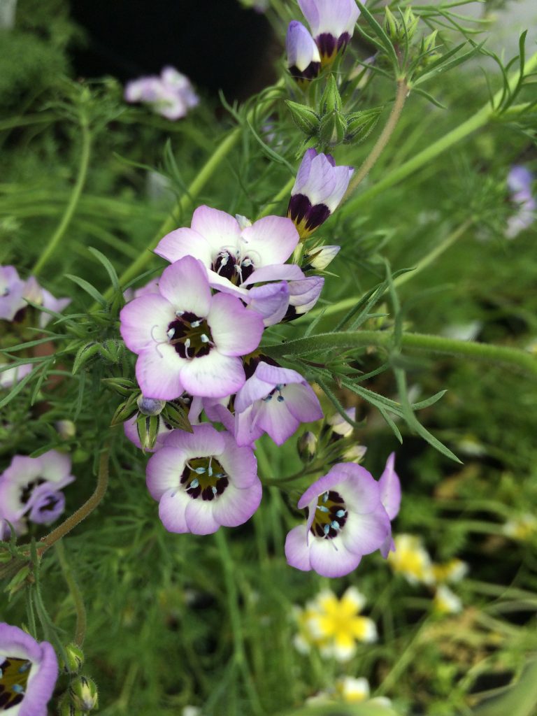 Gilia tricolor Felicitas | Bird's Eyes therapyofflowers.com