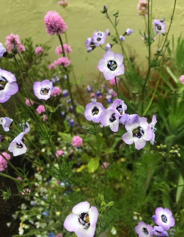 Gilia tricolor Felicitas | Bird's Eyes therapyofflowers.com