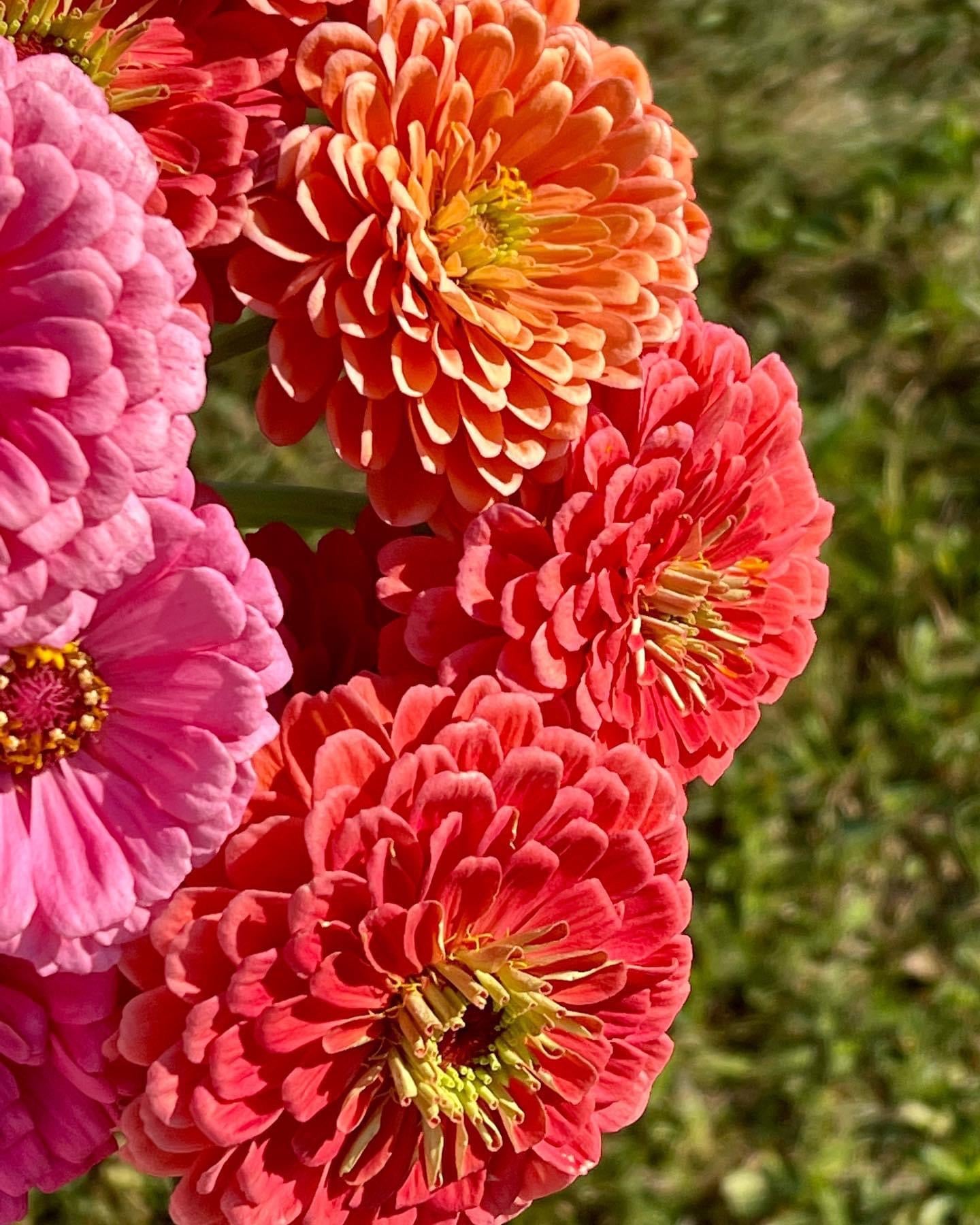 Zinnia Elegans Benary's Giant Bright Pink – Therapyofflowers.com