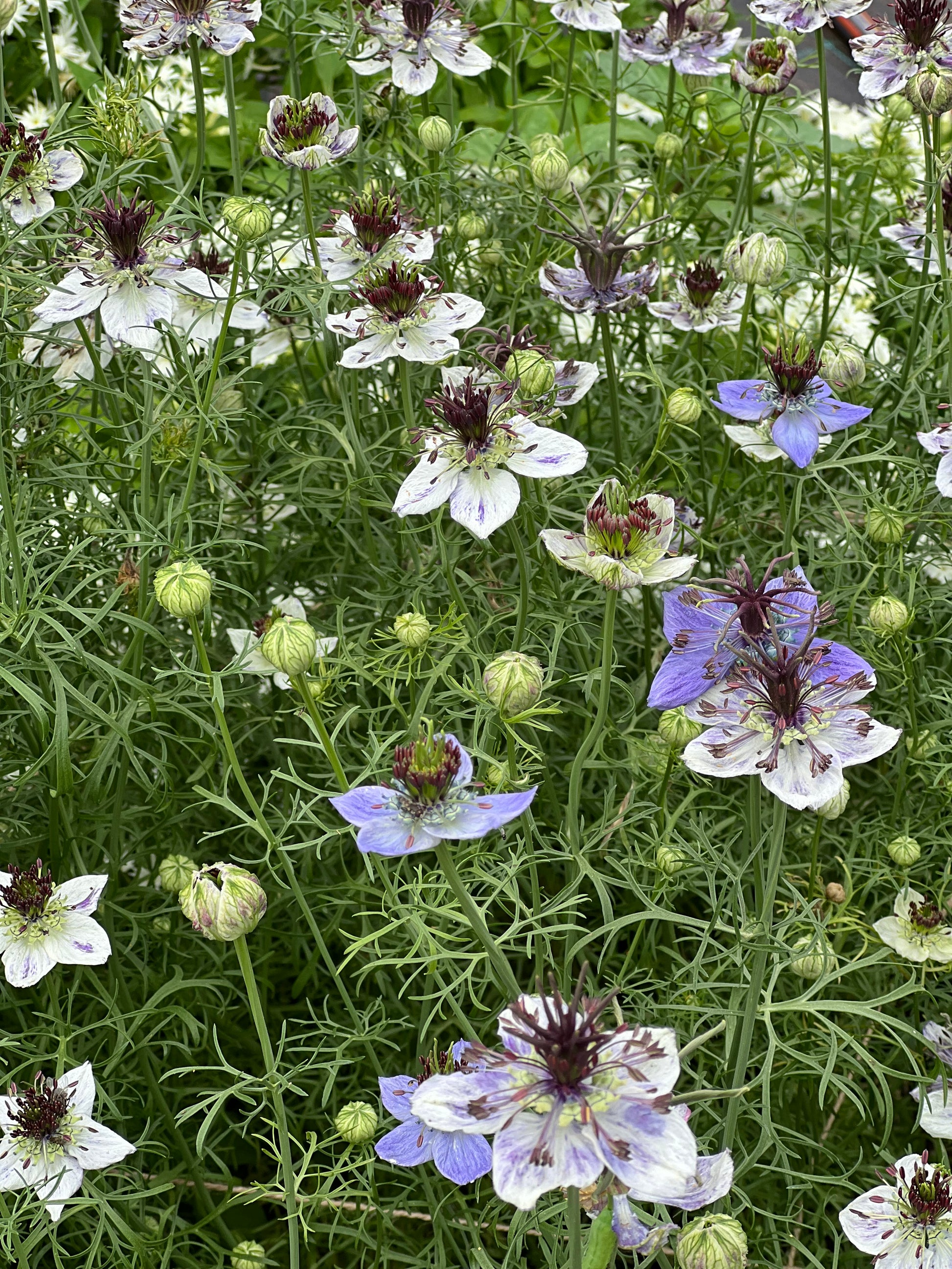 Nigella papillosa Delft Blue therapyofflowers.com