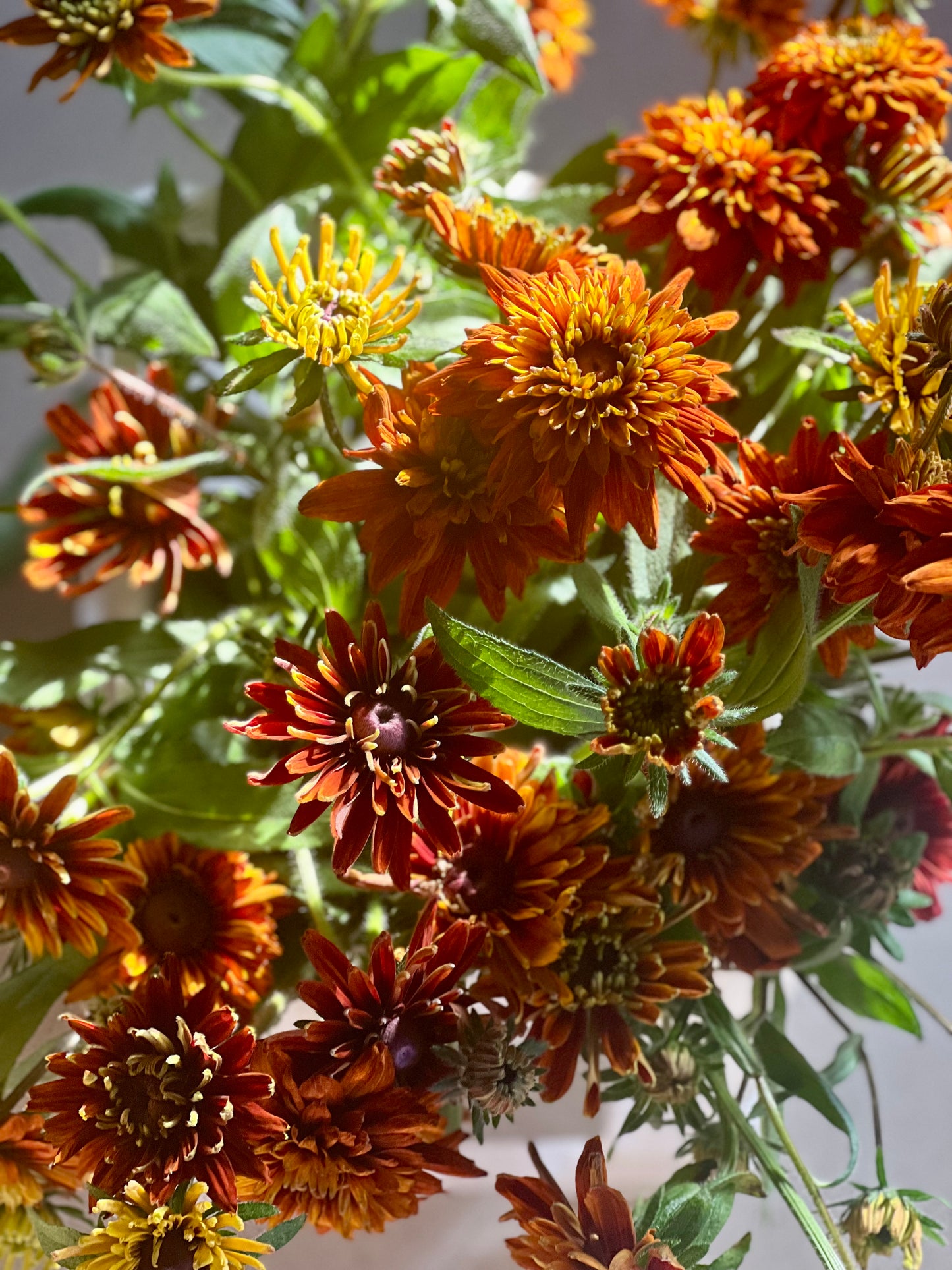 Rudbeckia hirta Cherokee Sunset