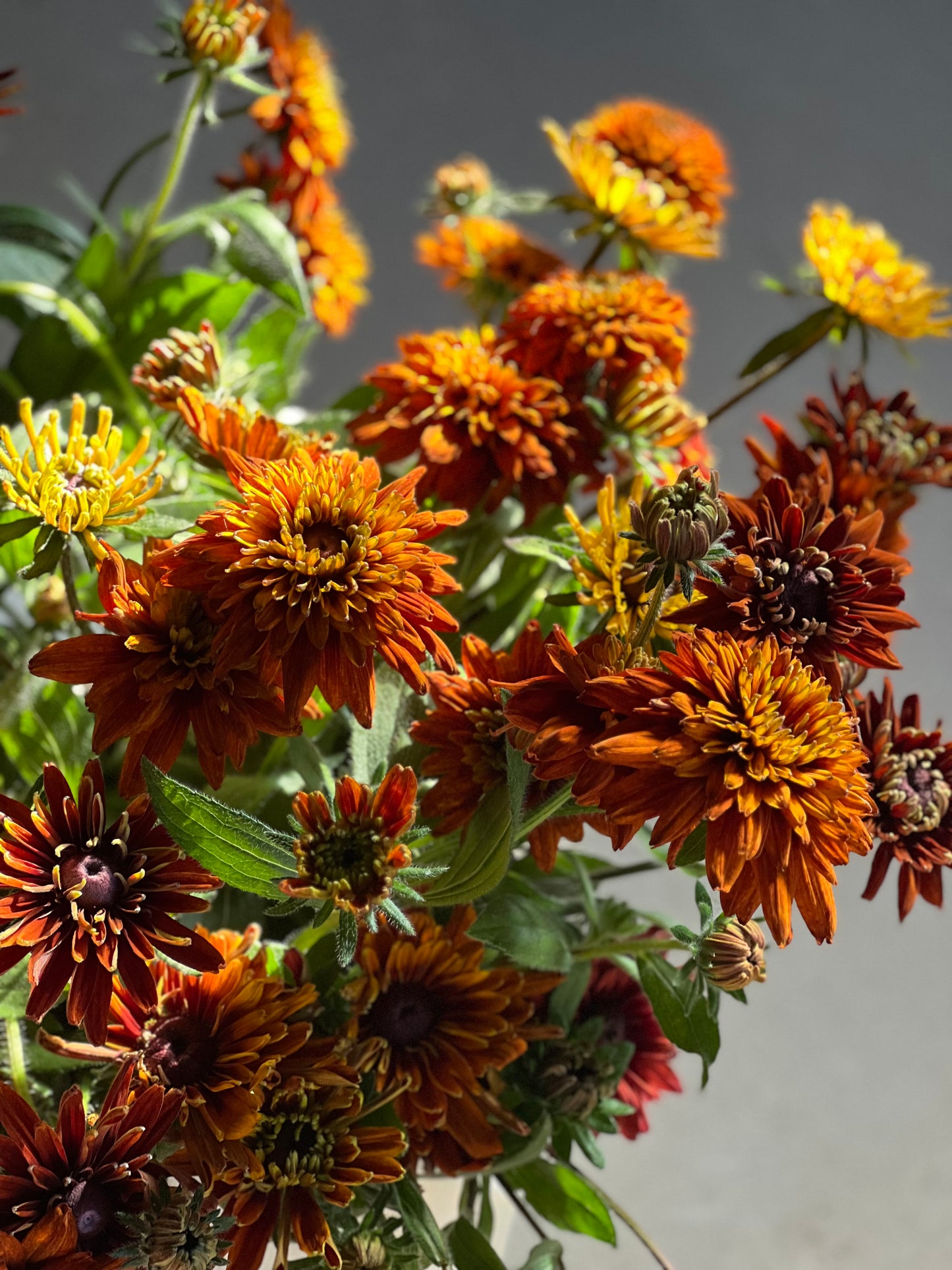 Rudbeckia hirta Cherokee Sunset