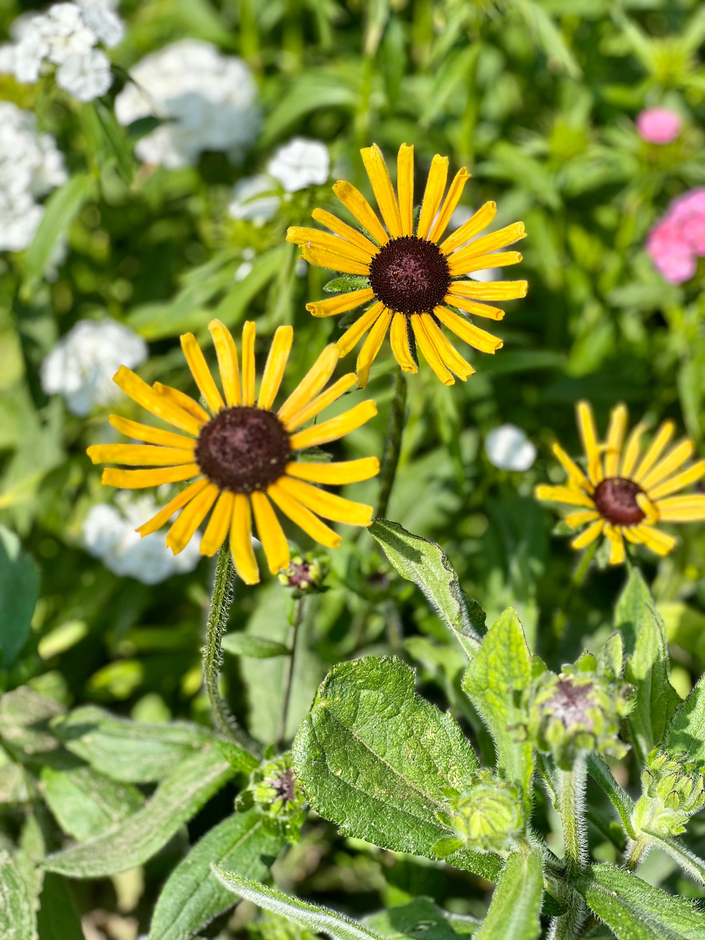 Rudbeckia hirta Chim Chiminee