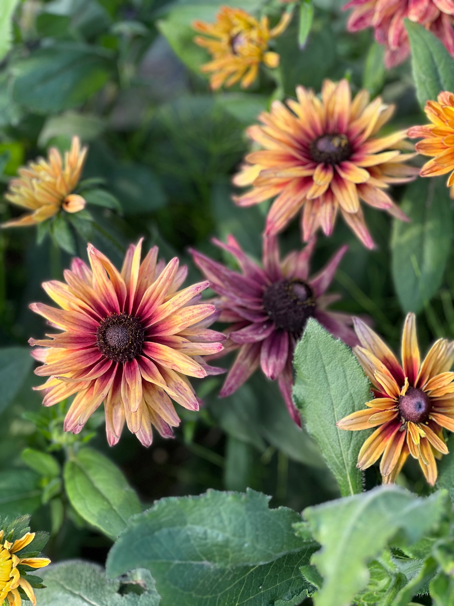 Rudbeckia hirta Sahara