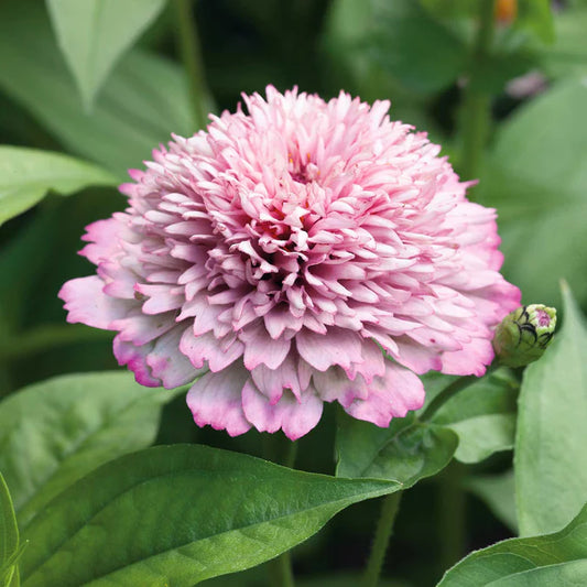 Zinnia elegans Zinderella Lilac