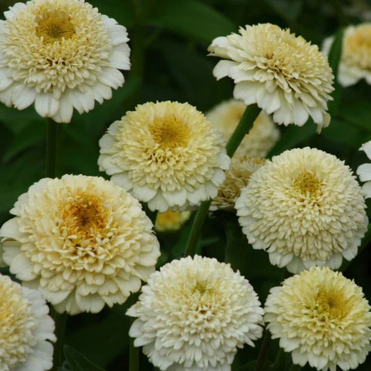 Zinnia elegans Zinderella White