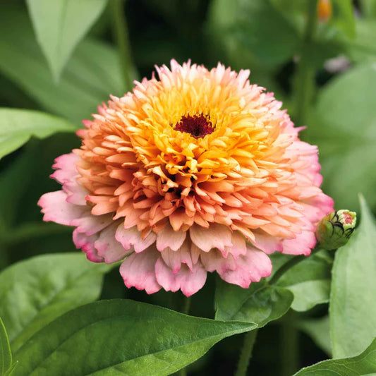 Zinnia elegans Zinderella Peach