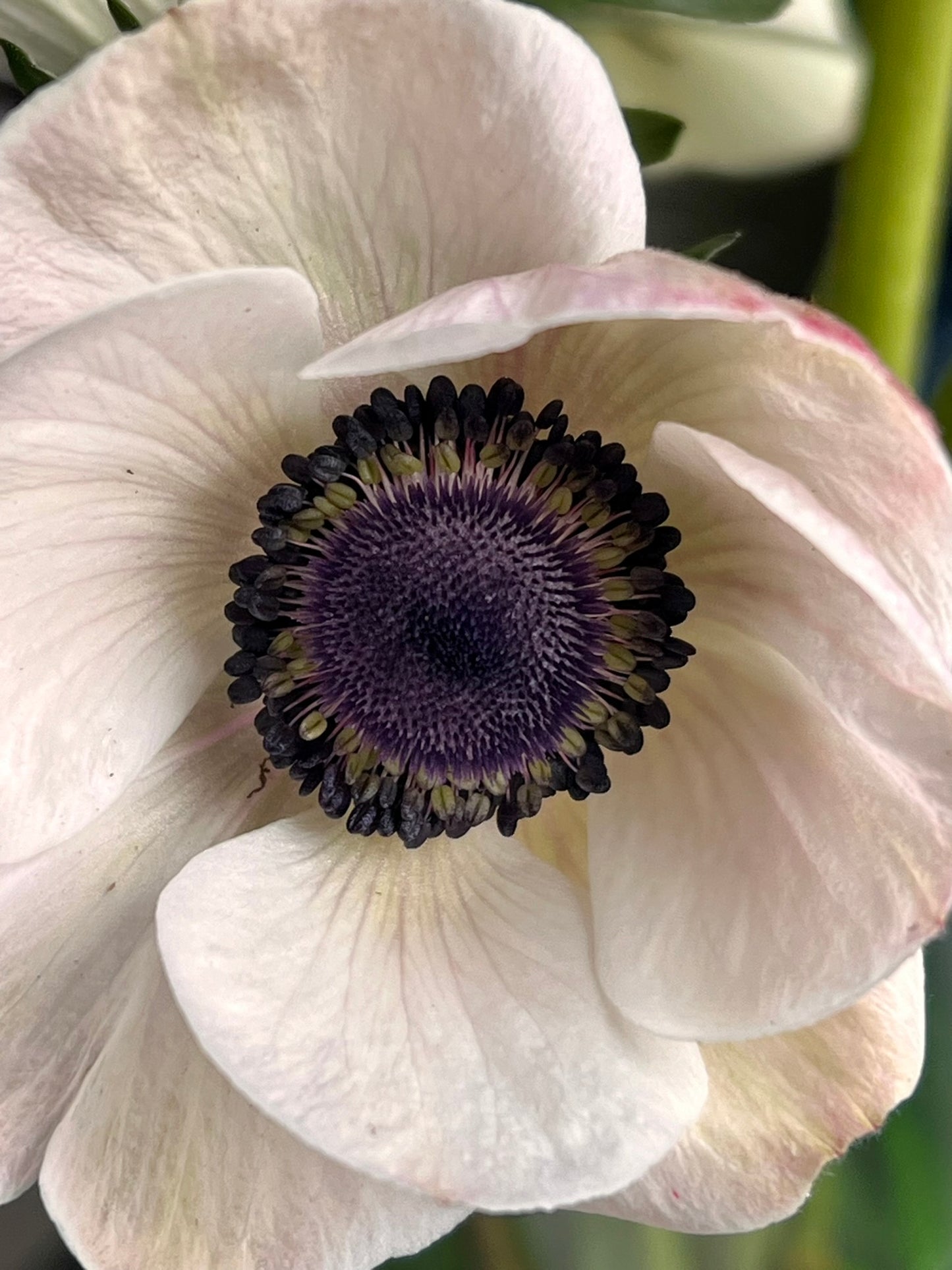 Anemonen Mistral Plus® PANDA