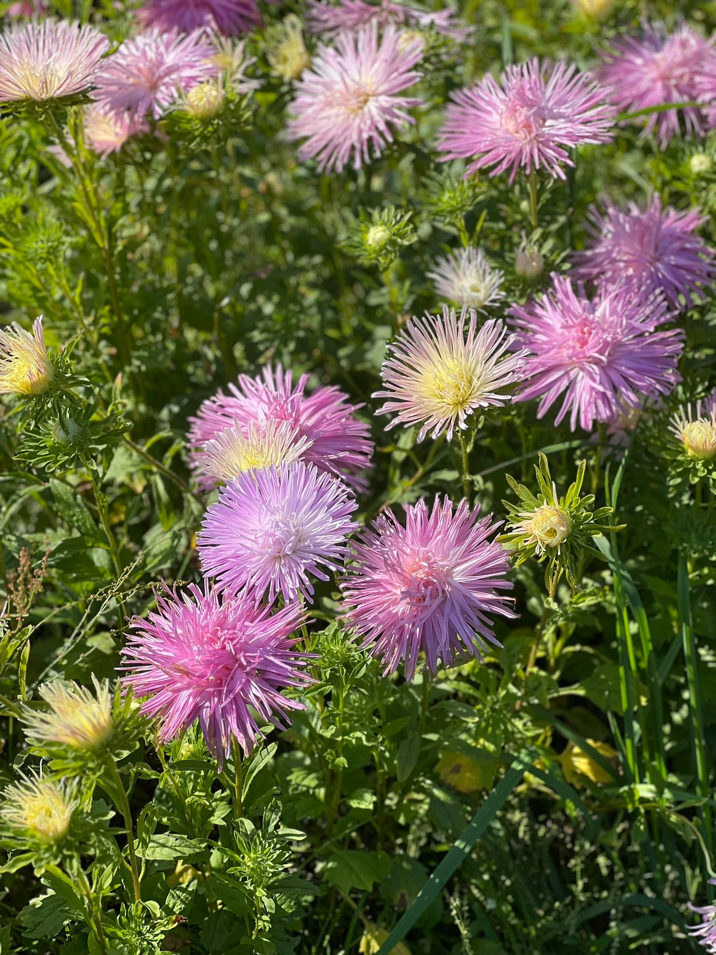 Aster Valkyrie Tristan, pink