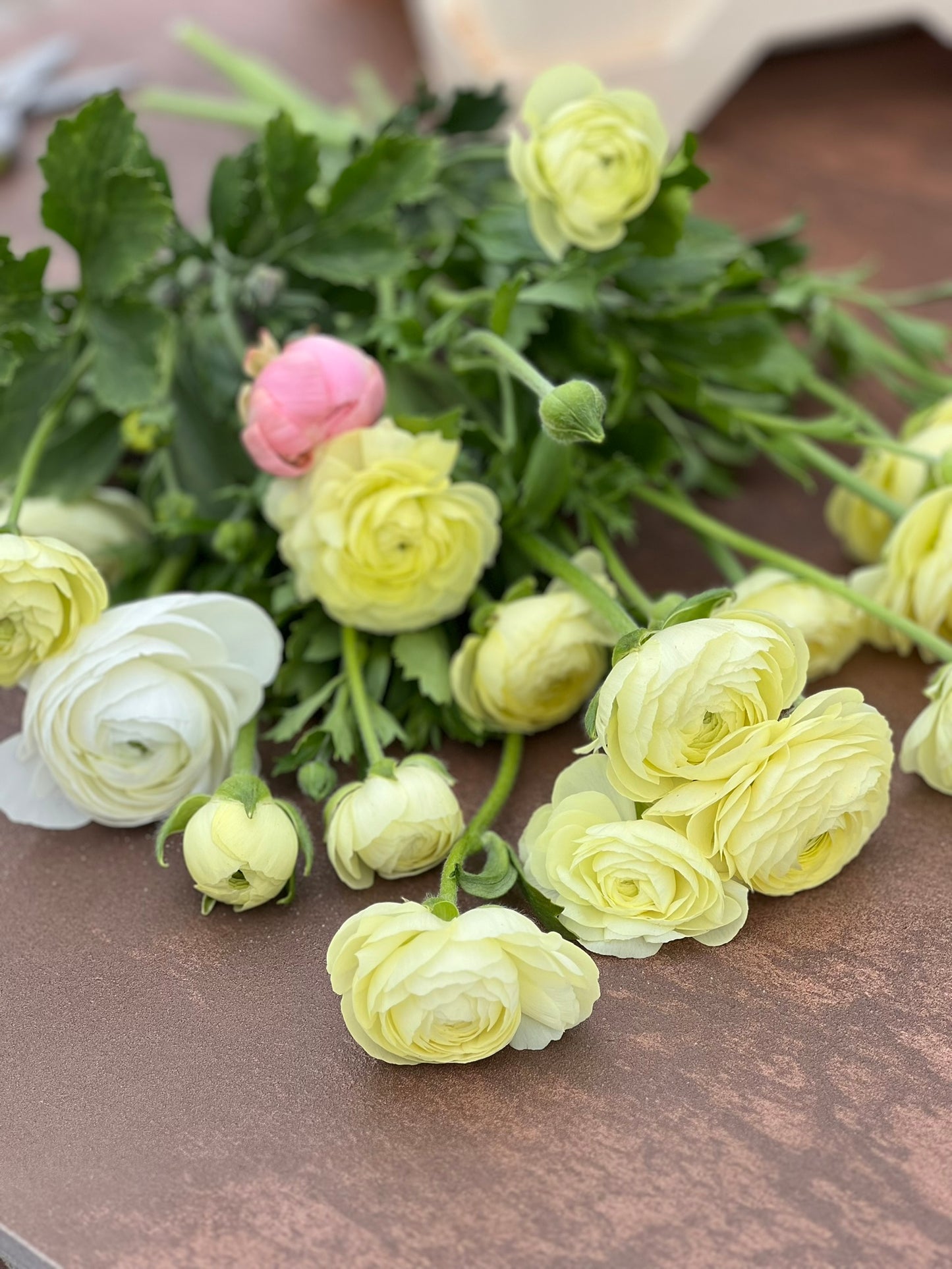 Ranunculus Elegance CREMA brigt