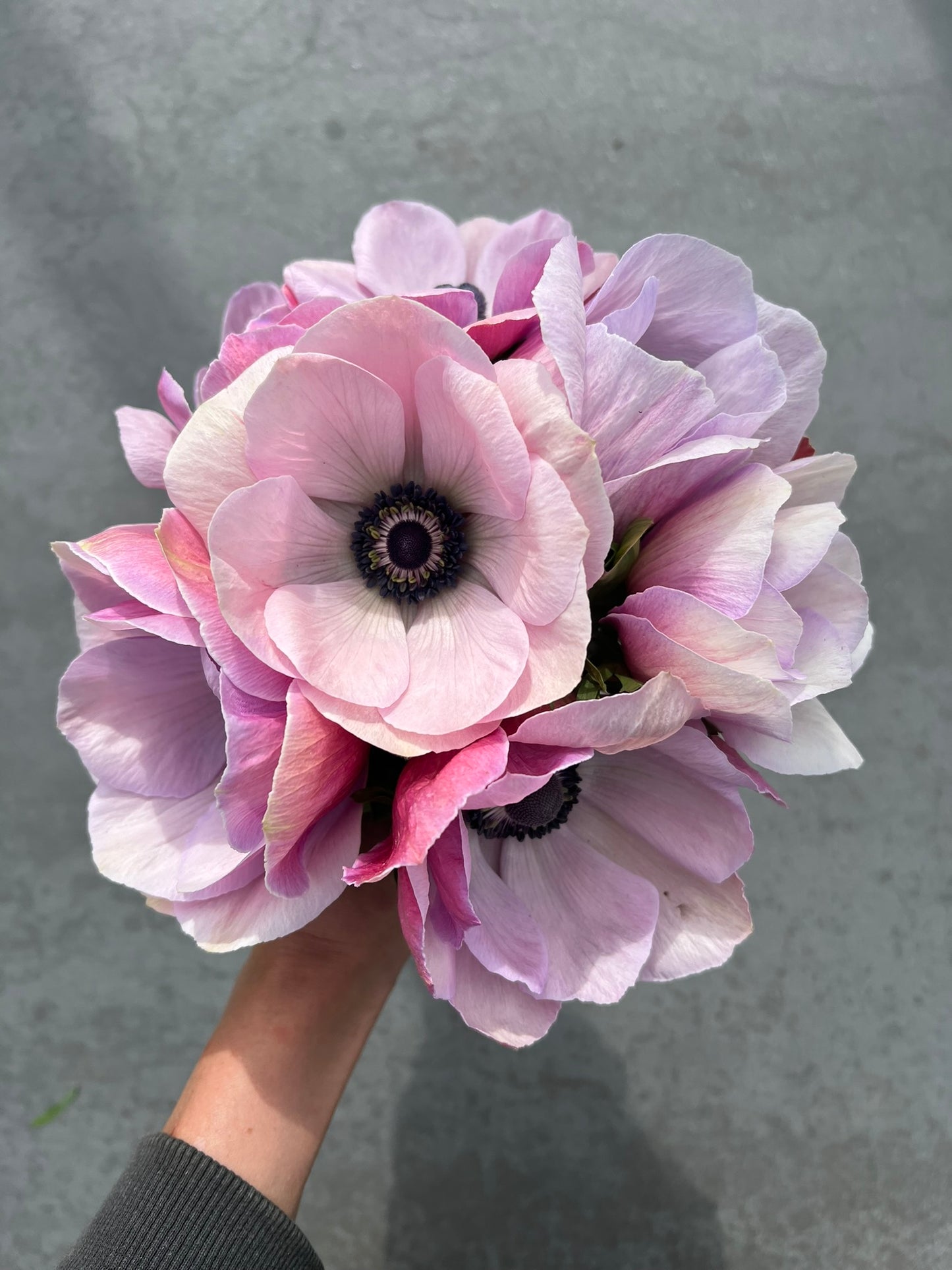 Anemone Mistral Plus® RARITY