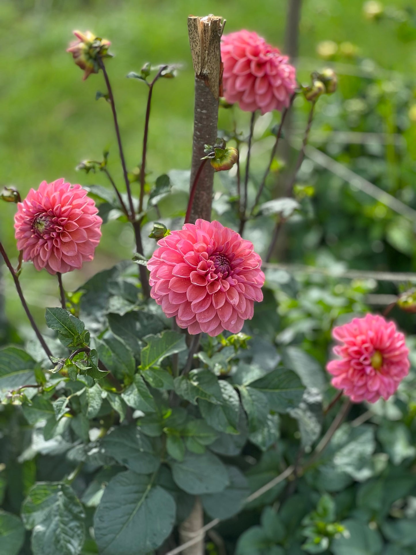 Dahlia Roza Pantera