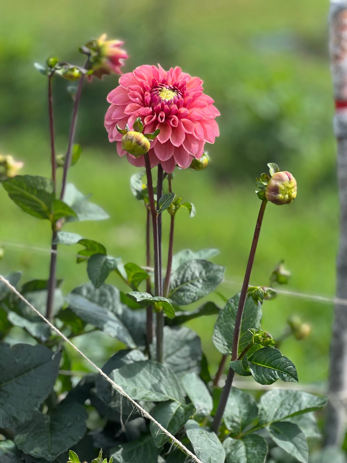 Dahlia Roza Pantera