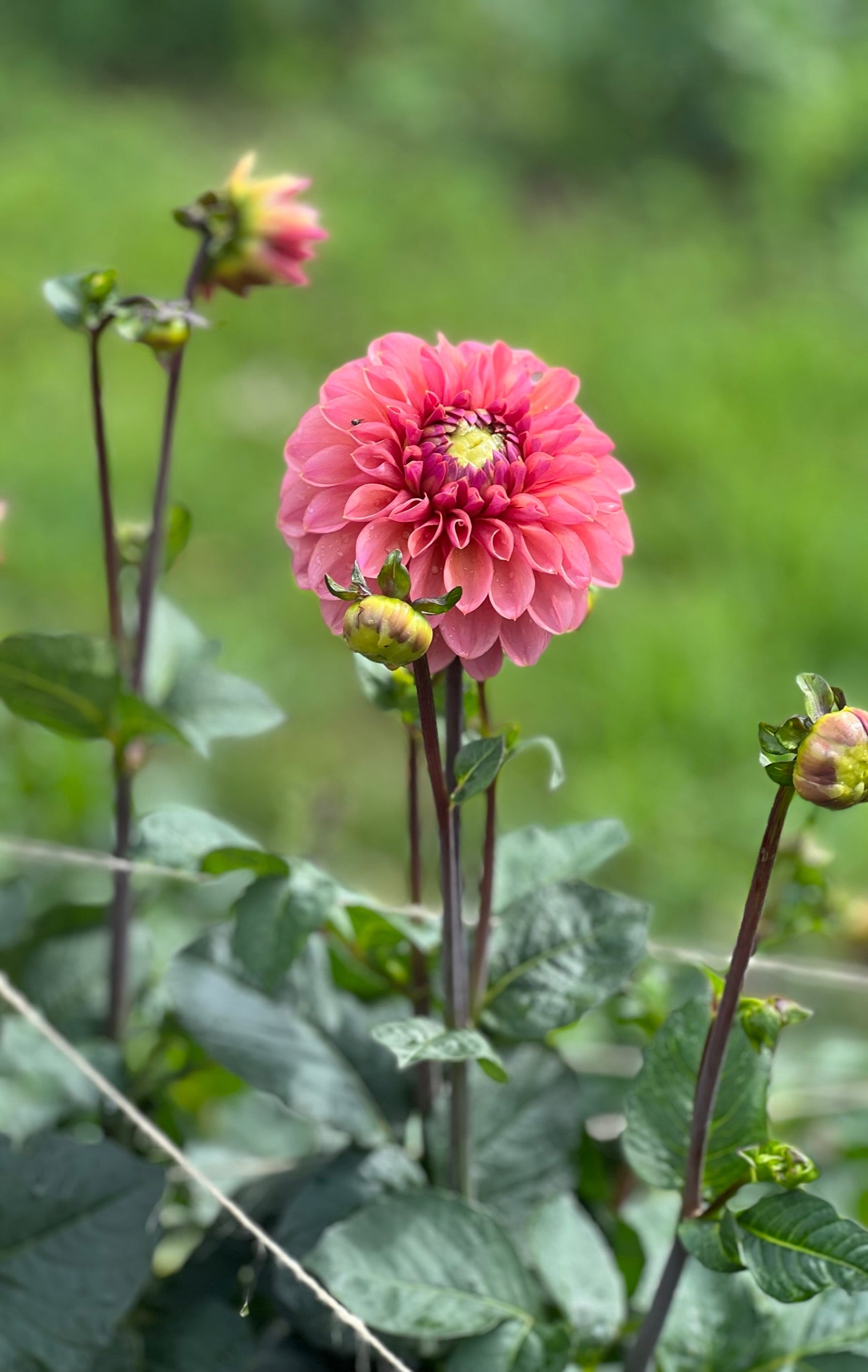 Dahlia Roza Pantera