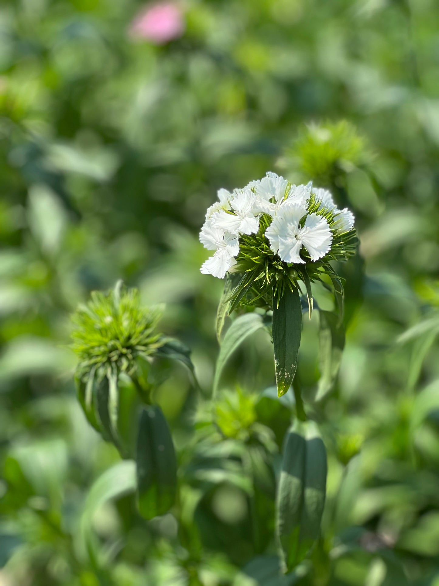 Dianthus barbatus Sweet White