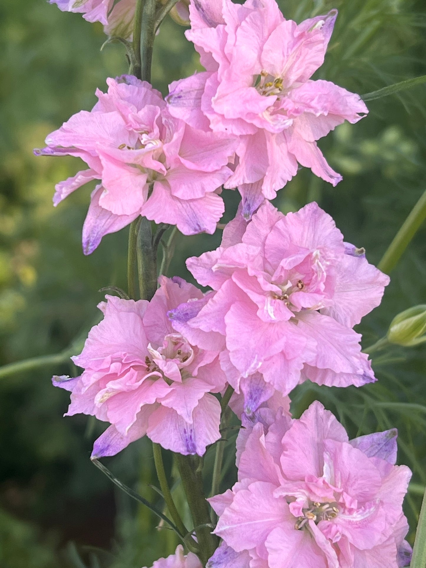 Vasaras delfinijas QIS® Light Pink | Delphinium consolida