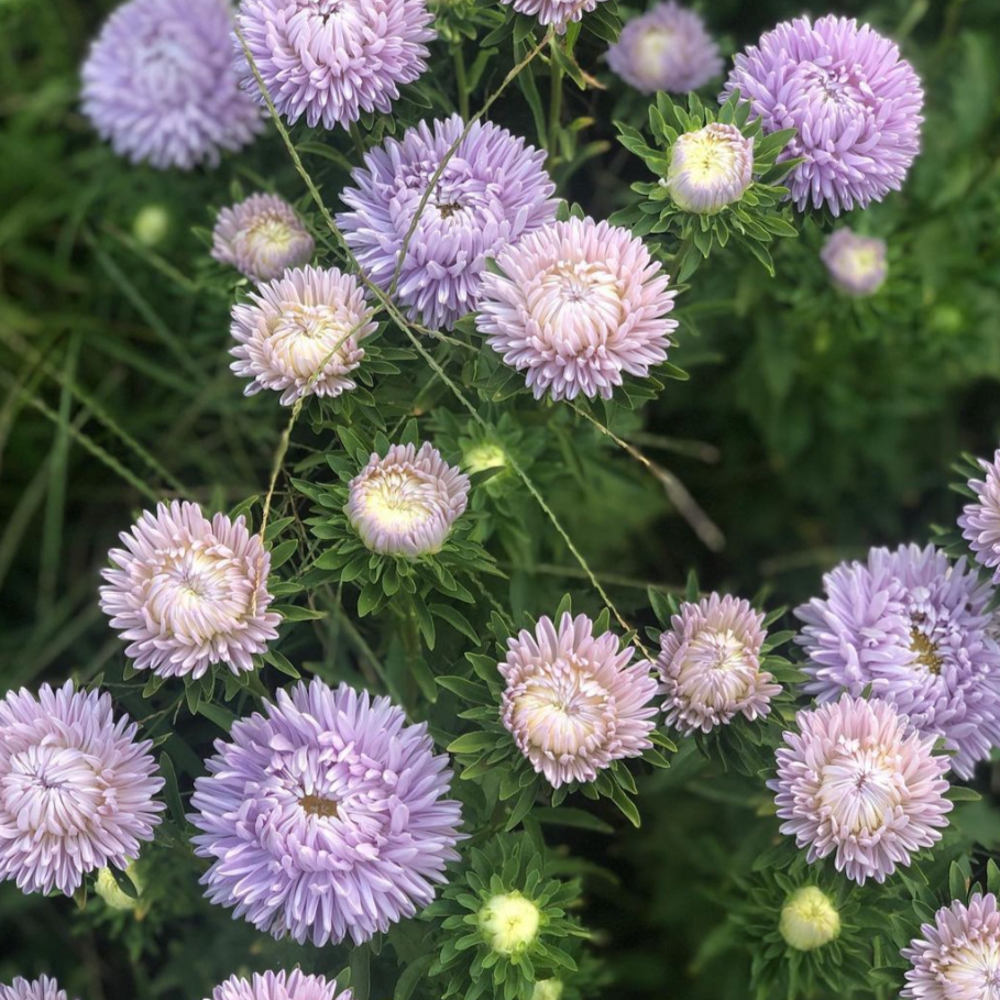 Aster Lady Coral® Lavender