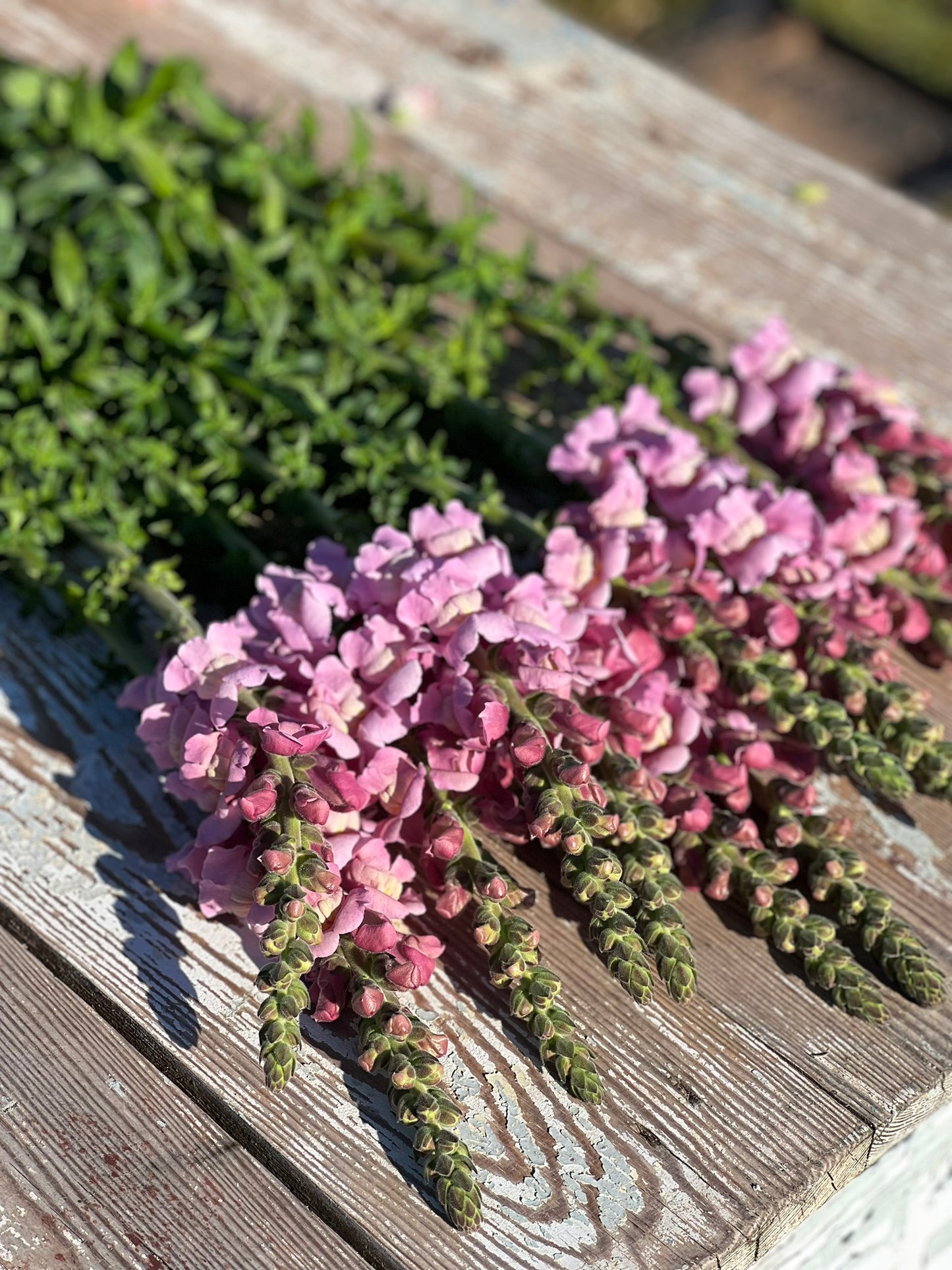 Snapdragon Potomac Lavender | Group 3,4