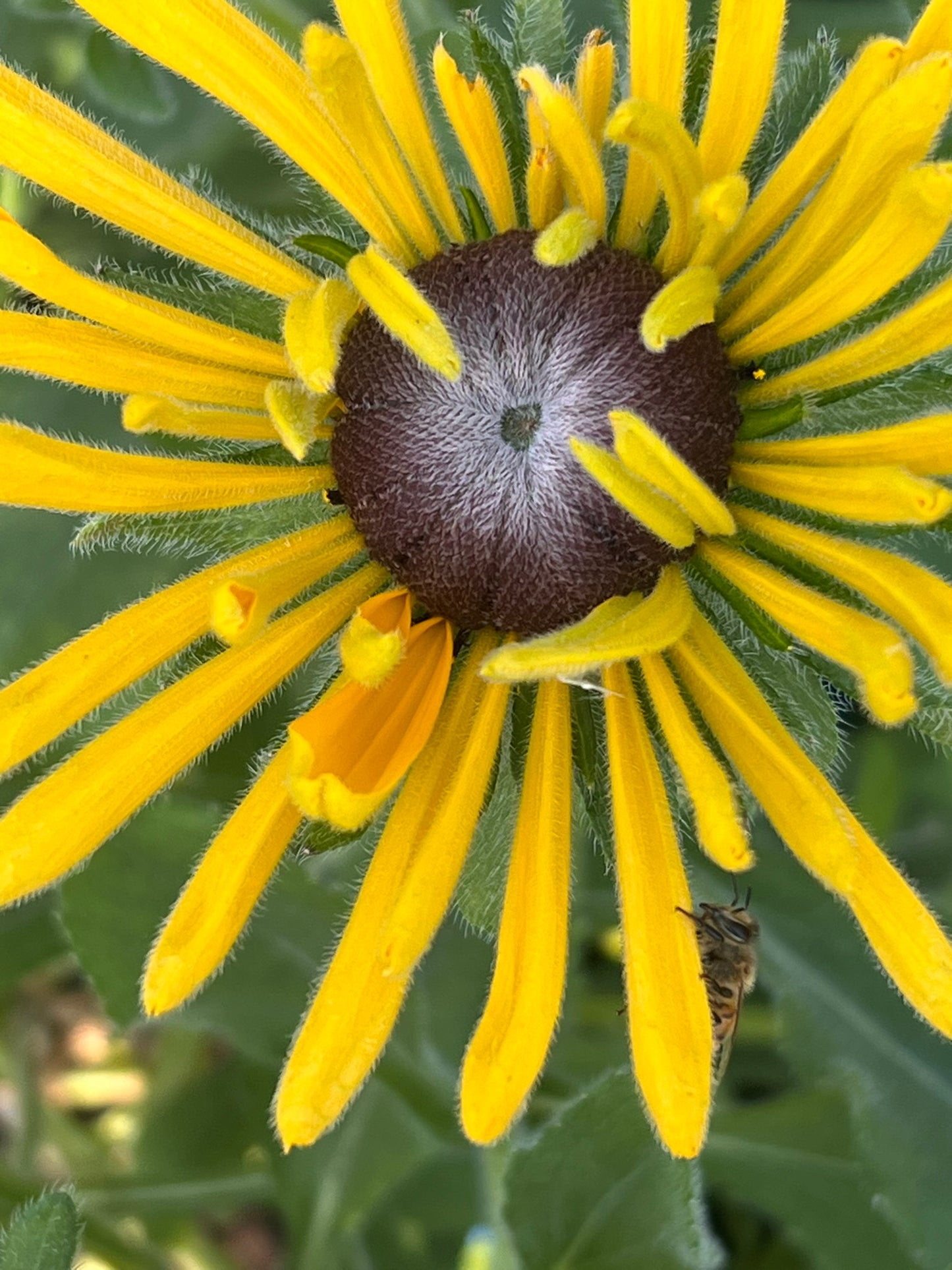 Rudbeckia hirta Chim Chiminee