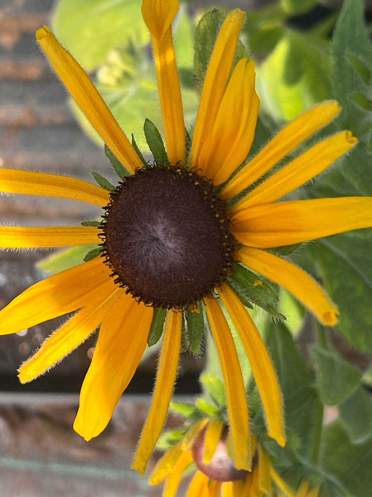 Rudbeckia hirta Chim Chiminee