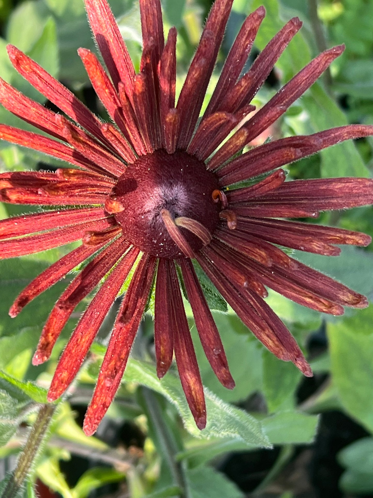 Rudbeckia hirta Chim Chiminee