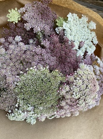 Daucus carota Purple Kisses