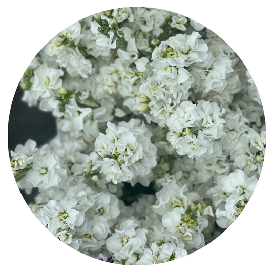 Matthiola incana Iron White