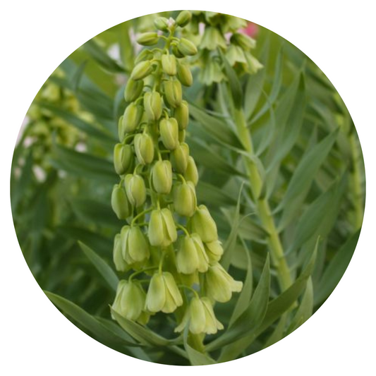 Fritillaria persica Ivory Bells