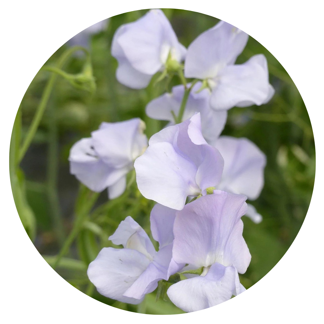 Lathyrus odoratus Spring Sunshine Light Blue