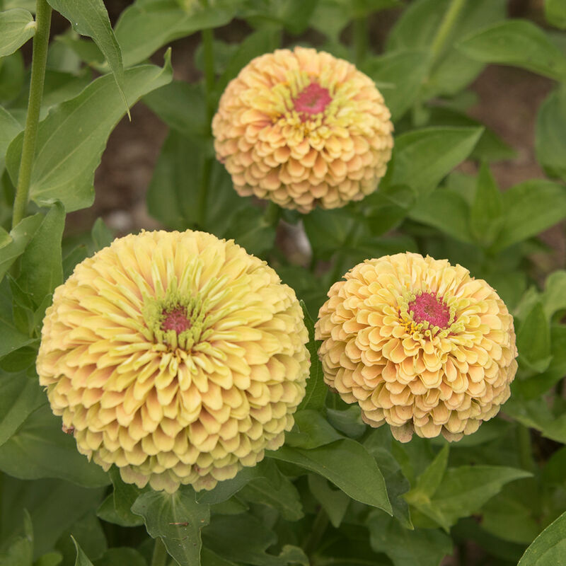 Zinnia elegans Queen Lime with Blotch