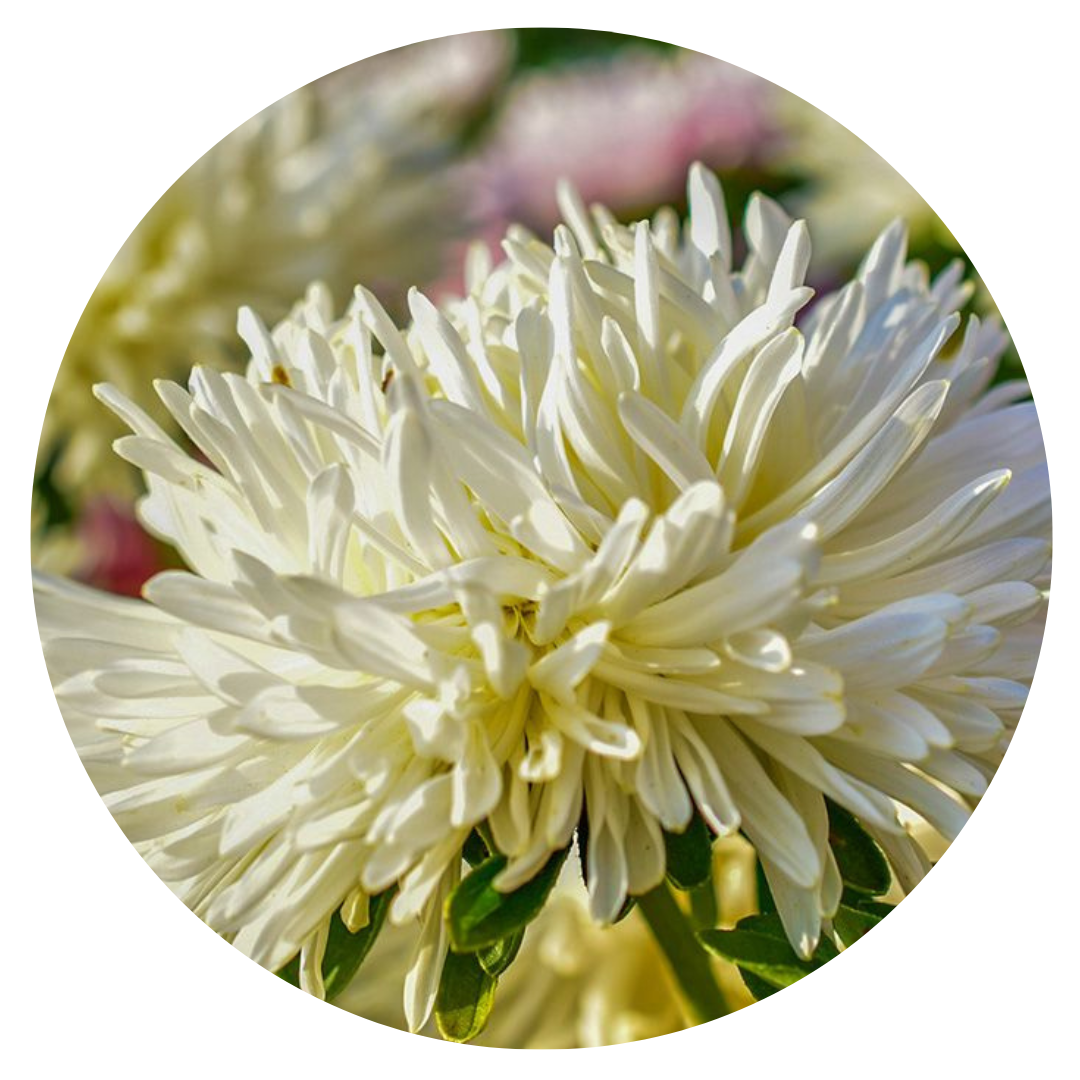 Aster Lady Coral® Creamy White