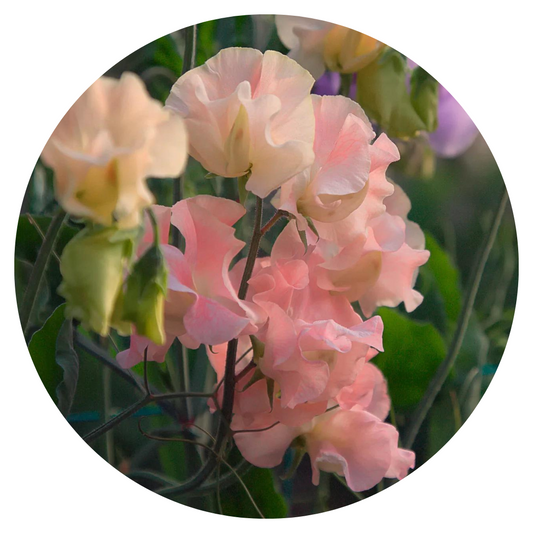 Lathyrus odoratus Solstice Salmon