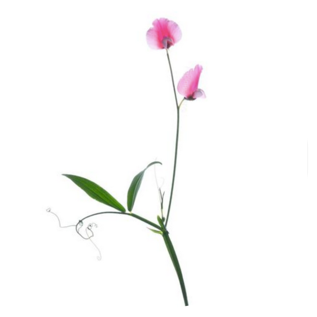 Lathyrus tingitanus Roseus