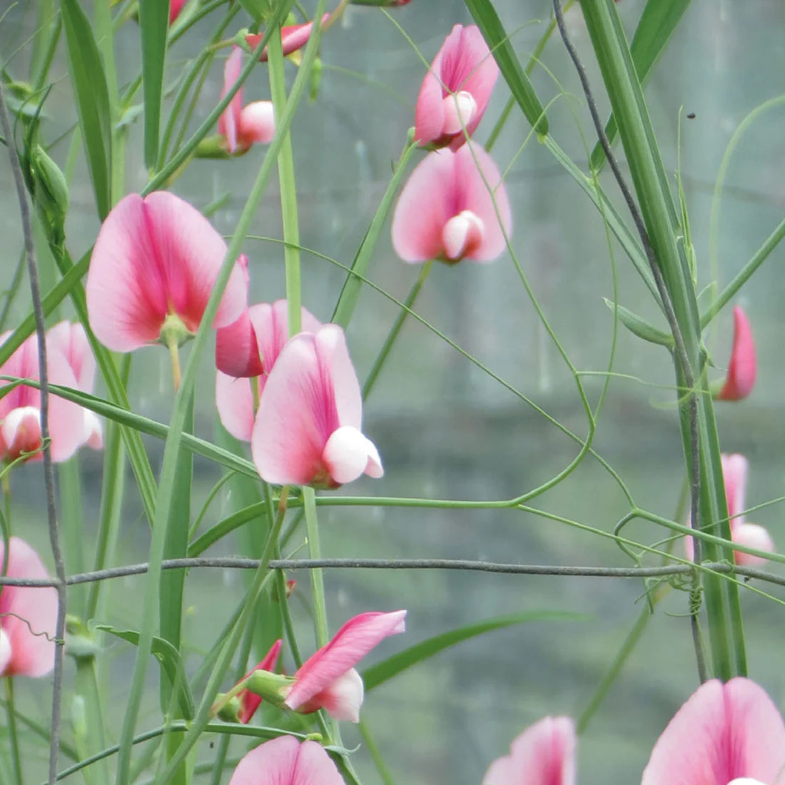 Lathyrus tingitanus Roseus