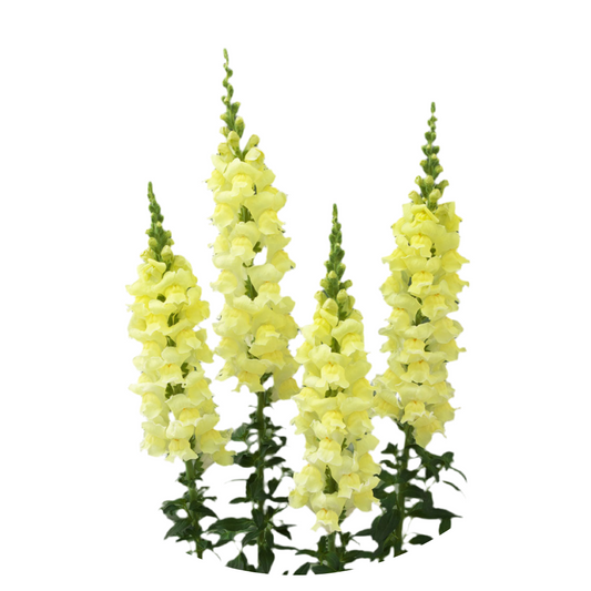 Snapdragon Legend Light Yellow F1