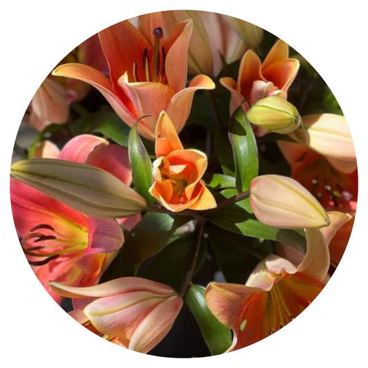 Lilium longiflorum x oriental hybrid Lily Zelmira (OT)