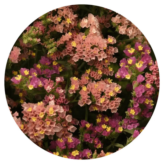 Limonium QIS® Apricot.