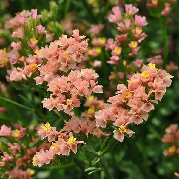 Limonium QIS® Apricot.