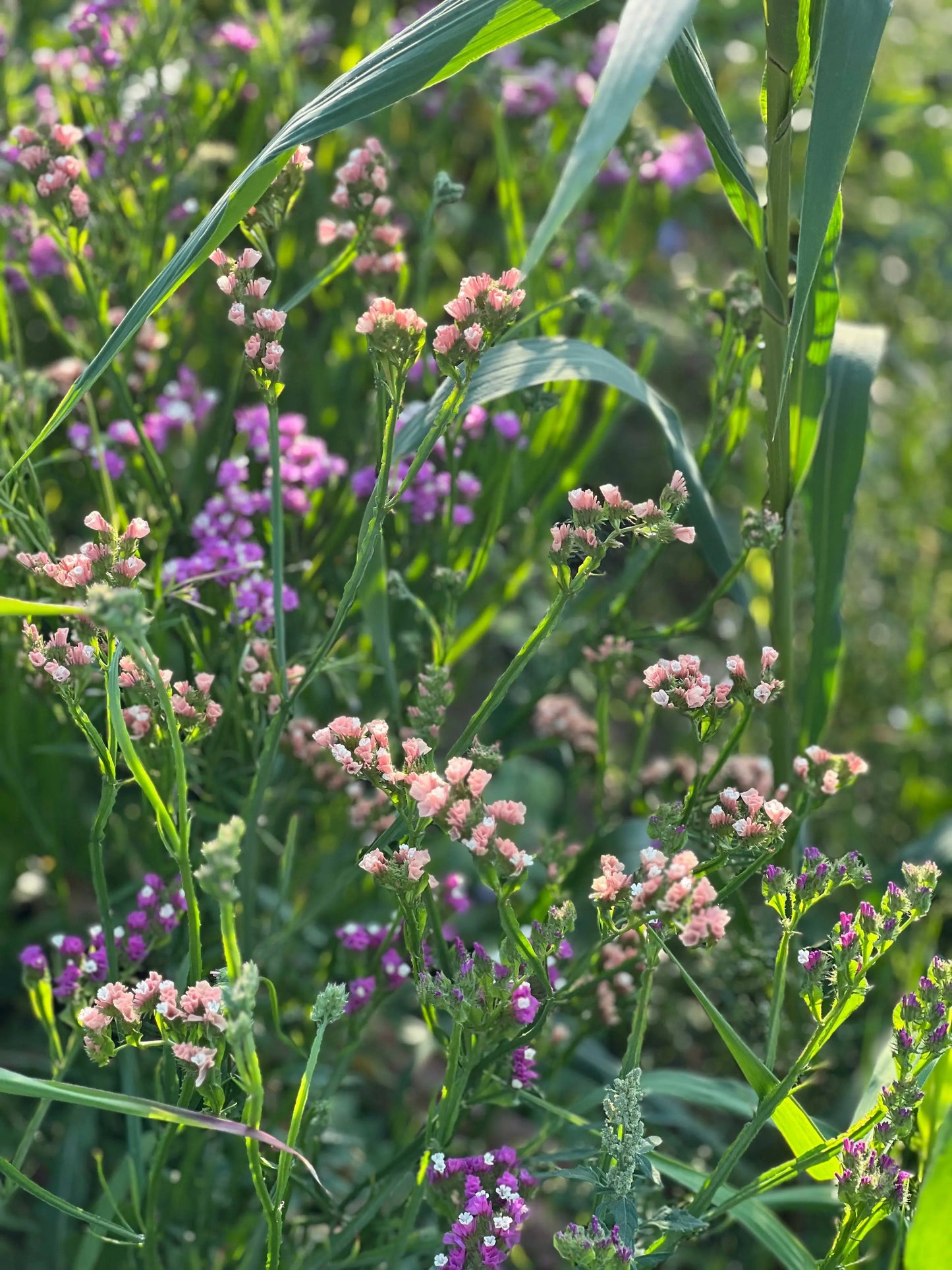 Limonium QIS® Apricot.