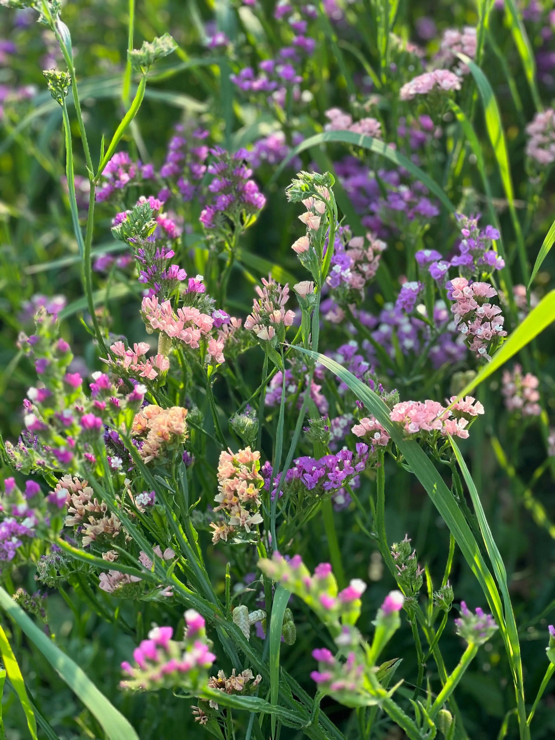 Limonium QIS® Apricot.