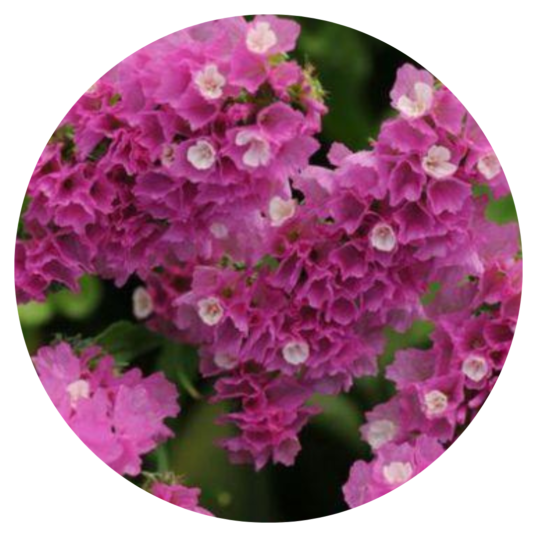 Limonium QIS® Rose