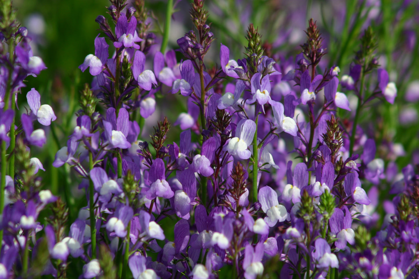 Linaria maroccana Licilia Azure